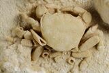 Fossil Crab (Potamon) Preserved in Travertine - Turkey #351025-1